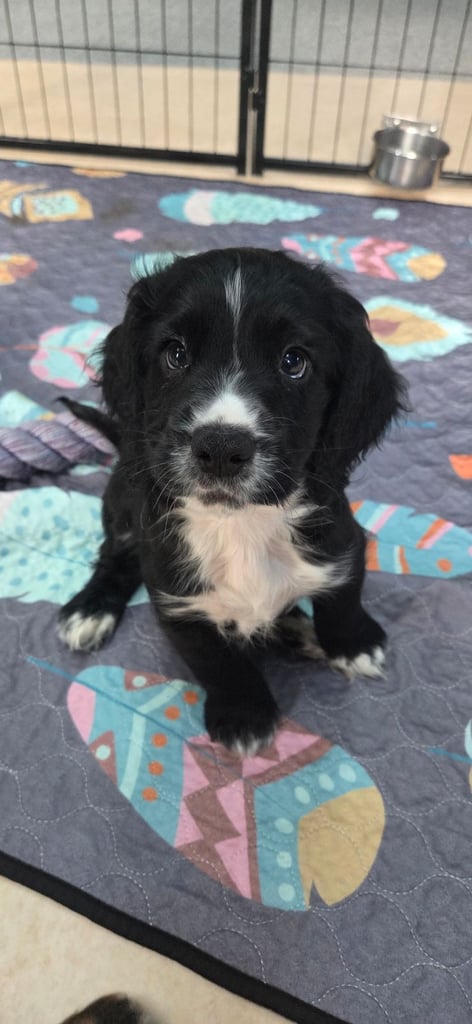 KC Registered Cocker Spaniel Puppies 