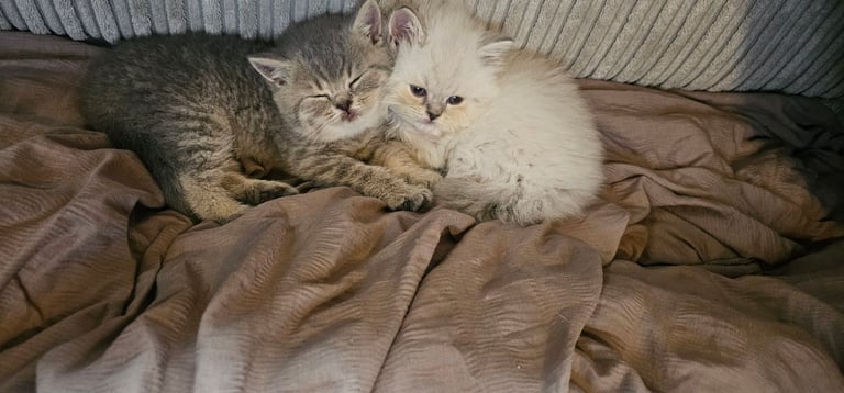 🐱 Gorgeous Persian × British Shorthair Kittens – Ready Soon 🐱