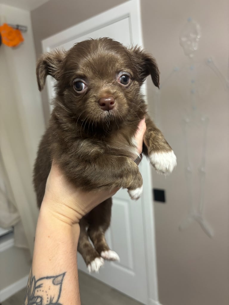 READY TO LEAVE SOON Blue Eye Merle, Tiny Longhair chihuahua 
