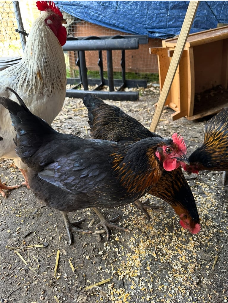 image for Young chickens different breeds