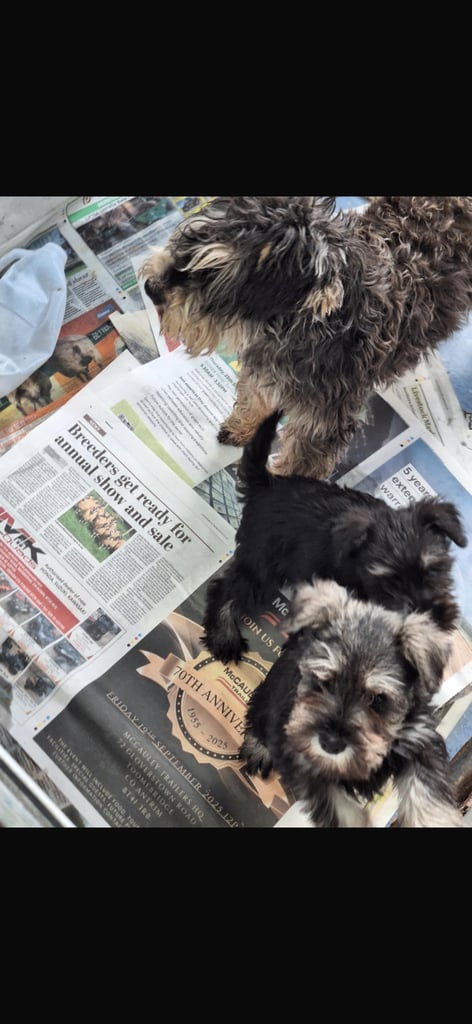 Miniature Schnauzer pups k.c reg’d