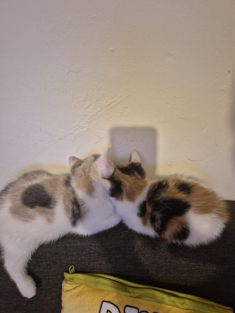 2 female kittens 