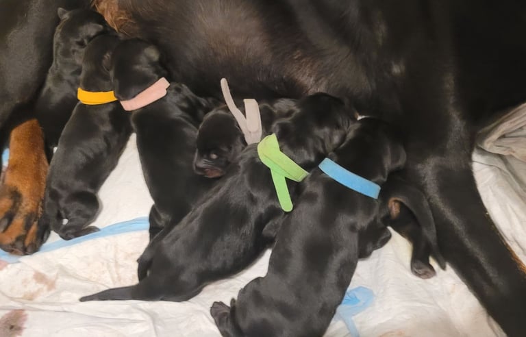 *all gone* Stunning KC reg Dobermann puppies 