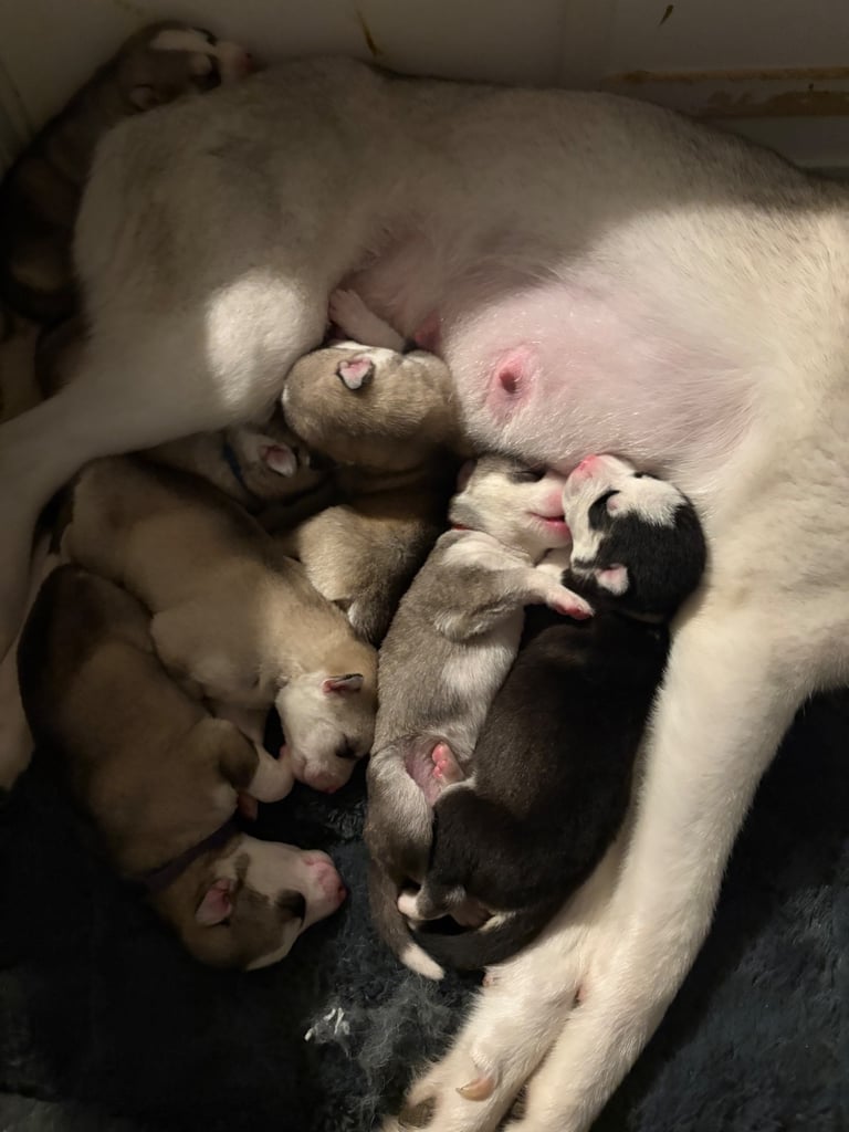 Husky puppies 