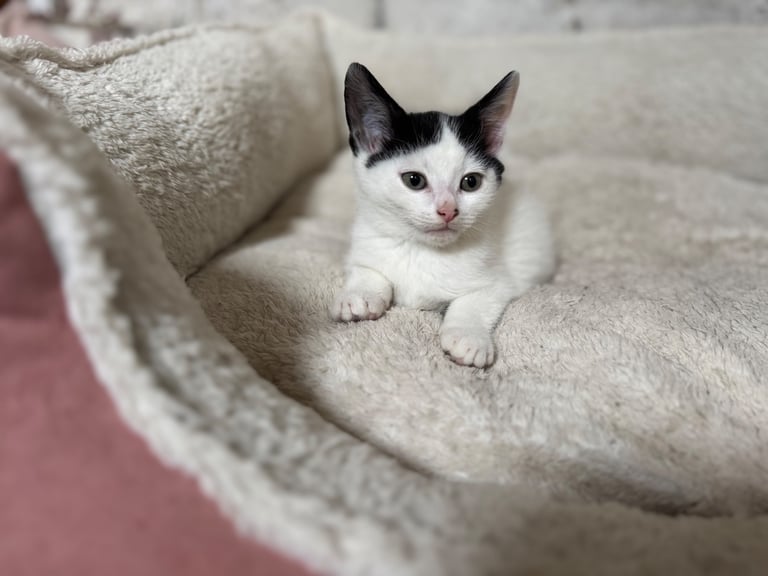 Two adorable 8-week-old European shorthair kittens – playful male duo! 🐱