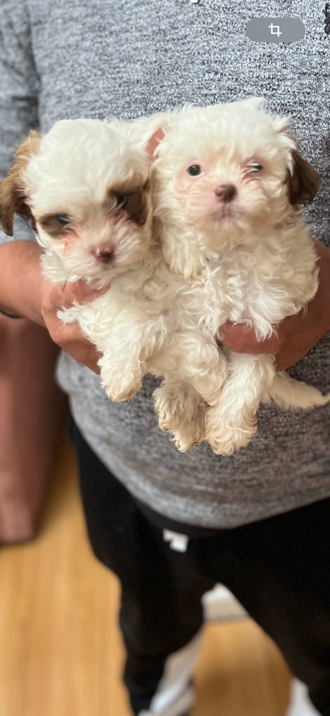 Maltese