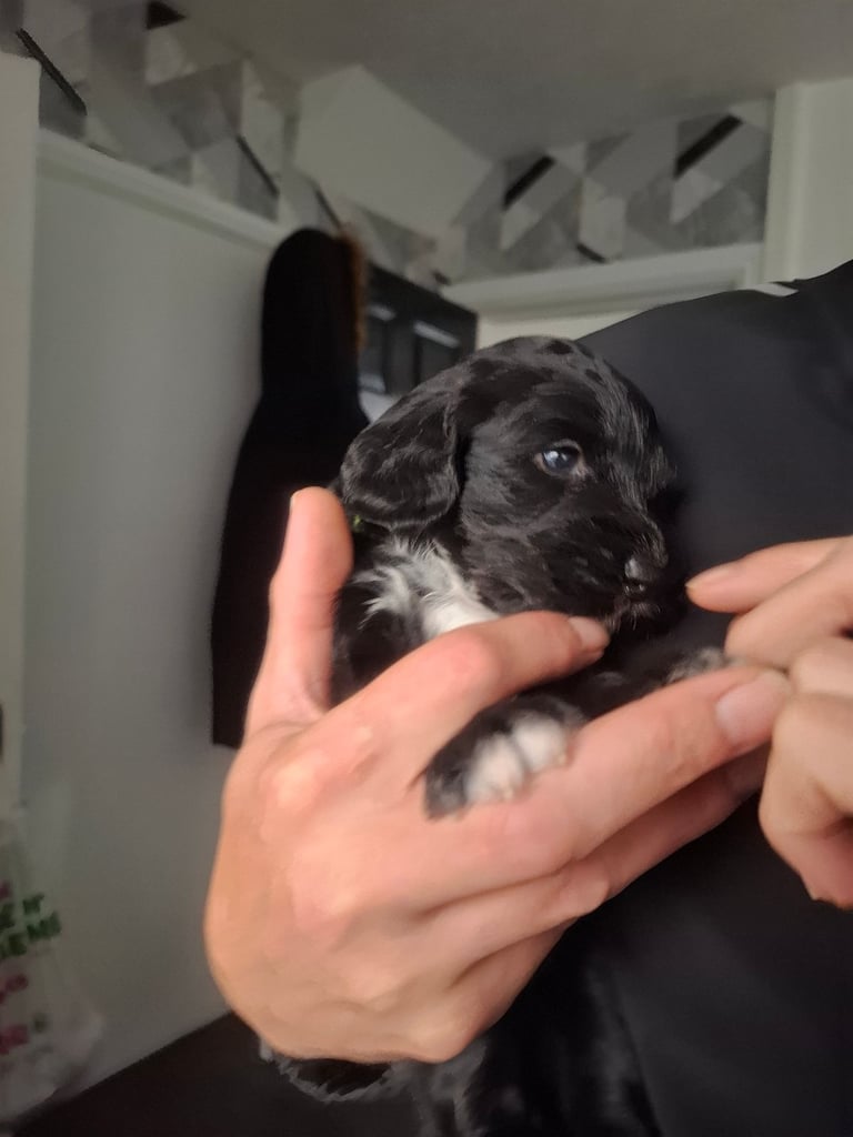 Stunning cockapoo puppies 