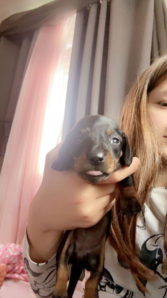 Beautiful miniature dachshunds, deposits being taken now