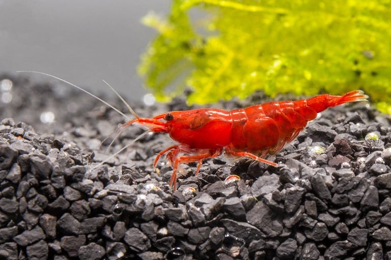 Fire red cherry shrimp 
