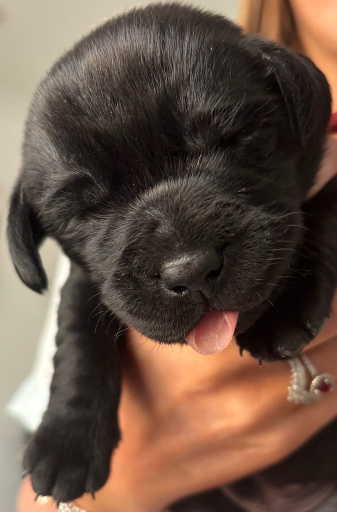 3 black KC Labradors available 