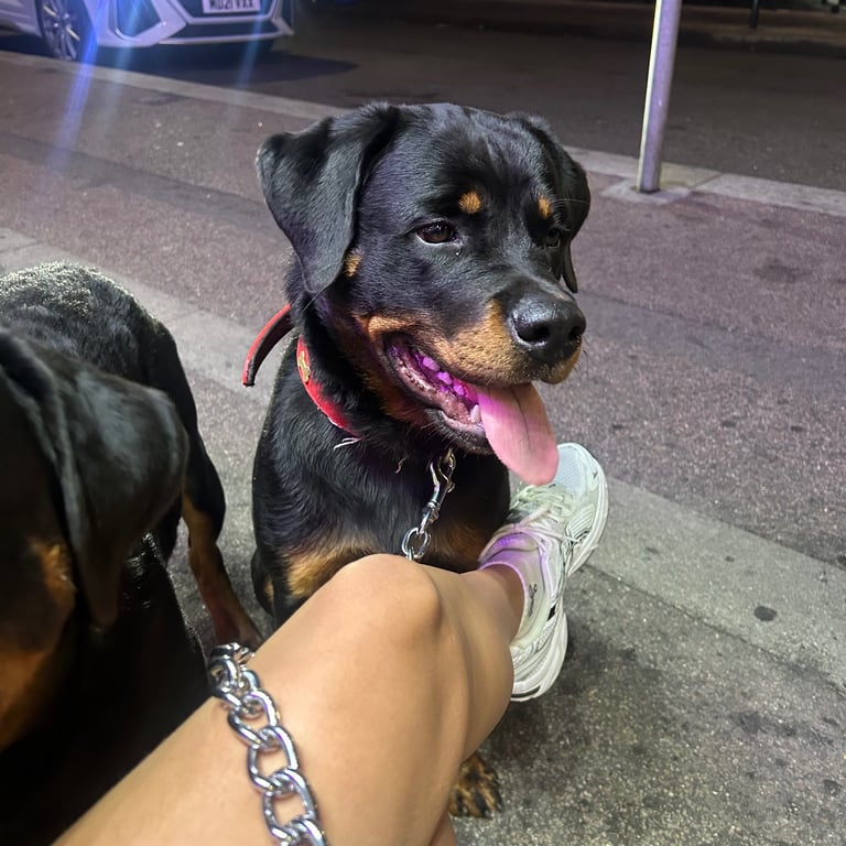 Rottweiler puppy’s 