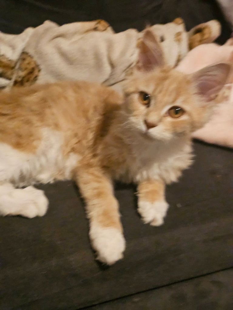 Female main coon for sale