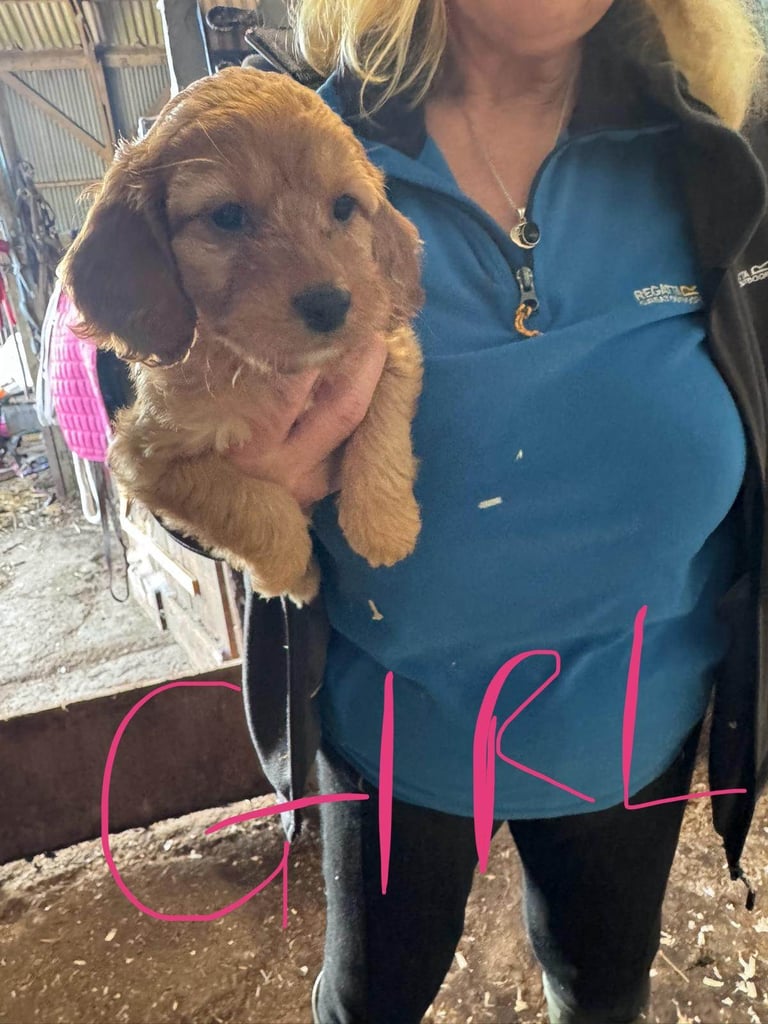 7 Cockapoo puppies