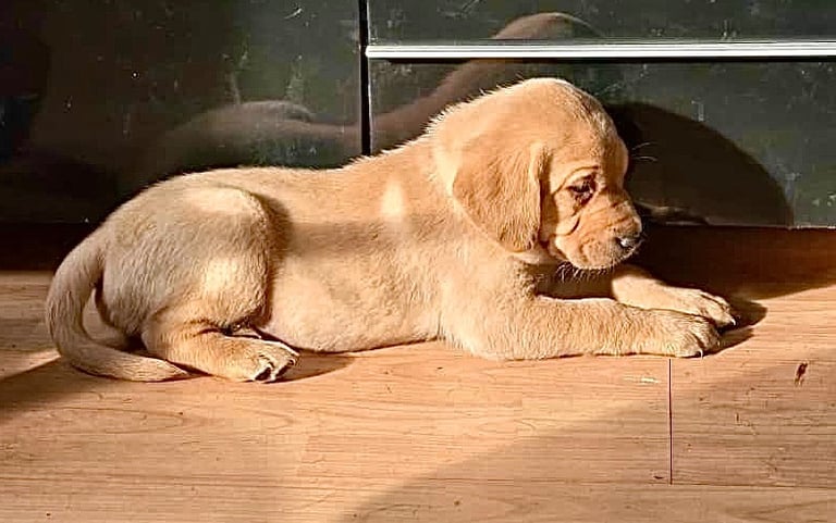 Labrador Pups - 7 Left! 