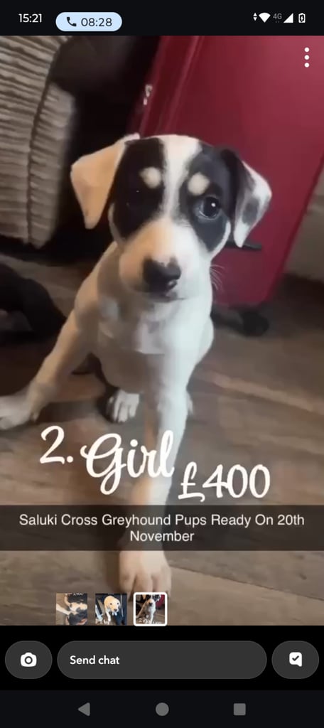 Lurcher pups 