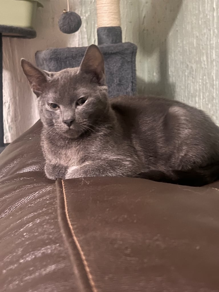 Kittens for sale 