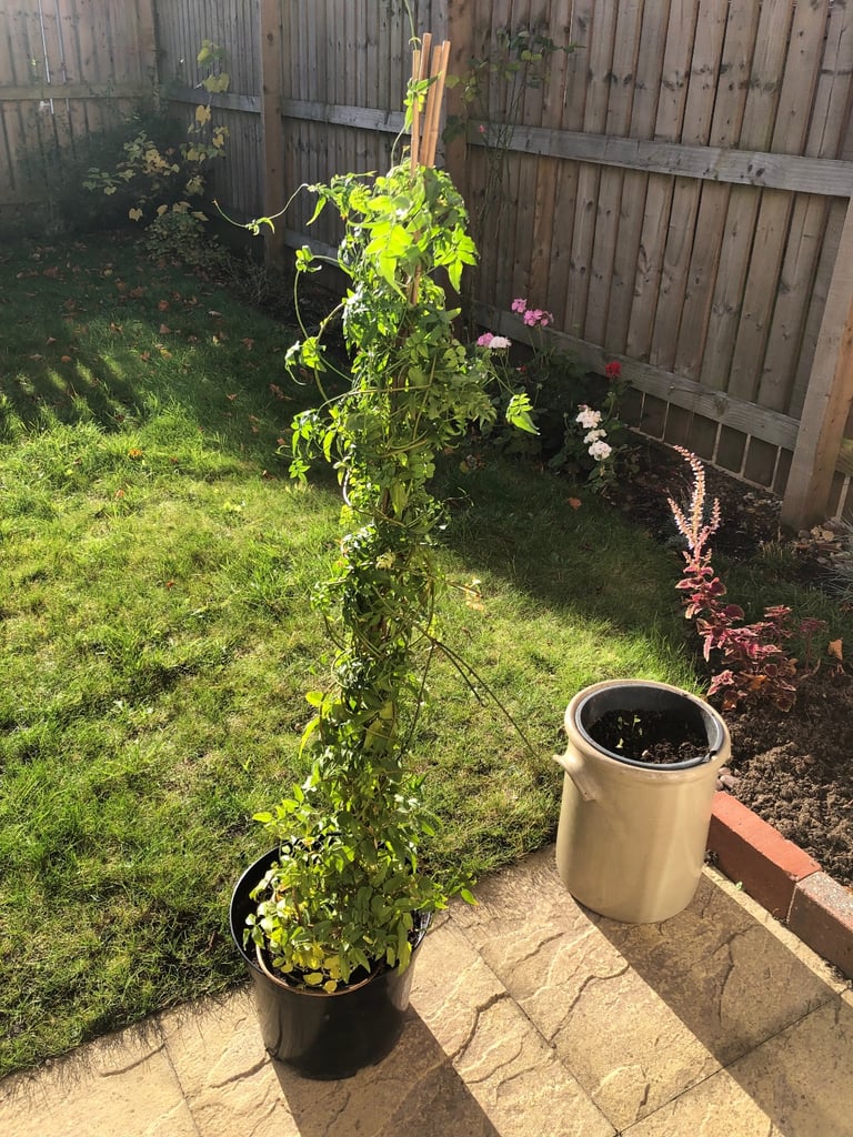 image for Jasmine plants 