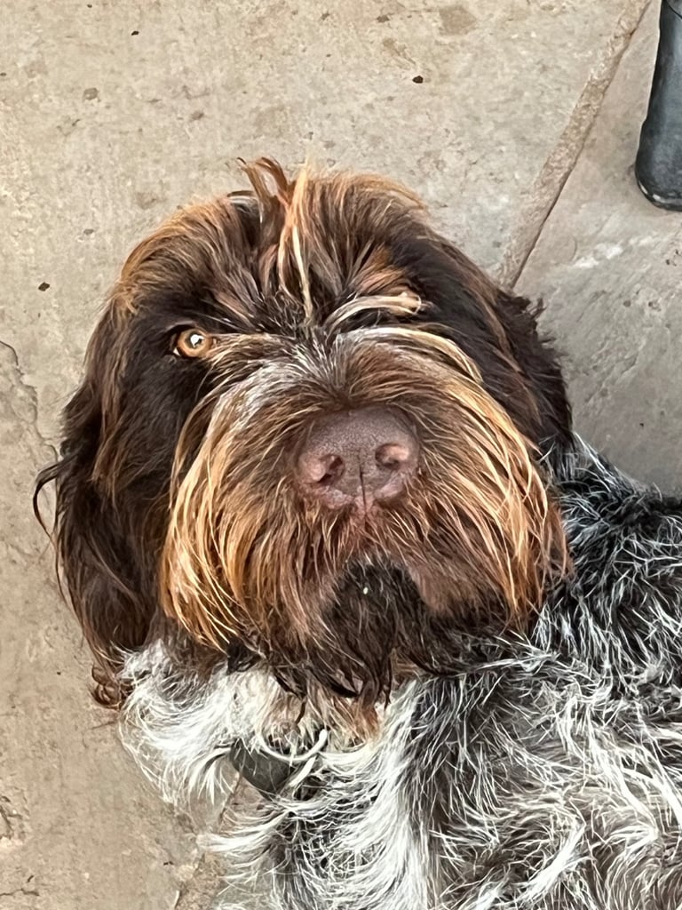 Italian Spinone cross