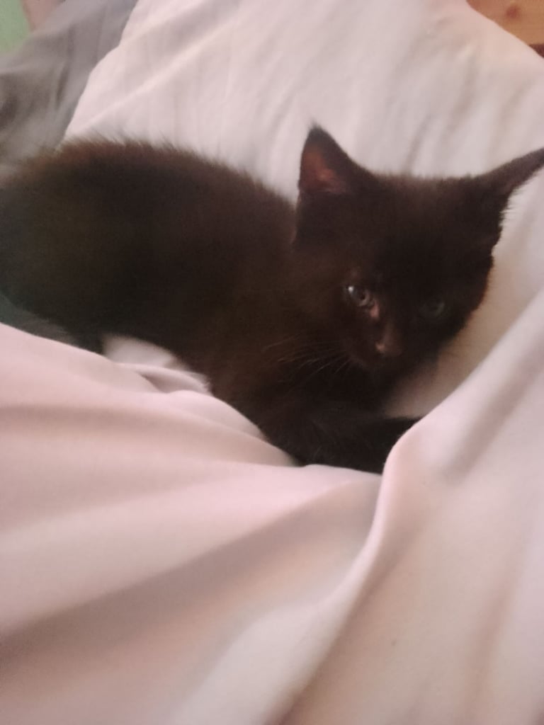 Kittens 