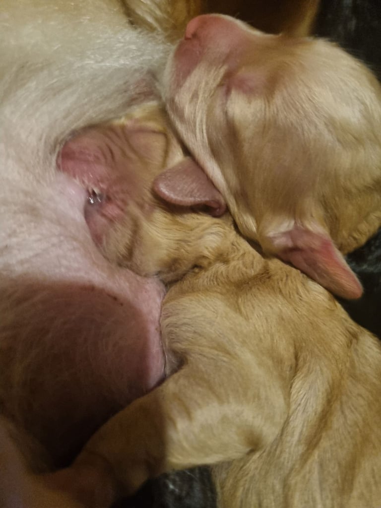 Cocker spaniel puppies 