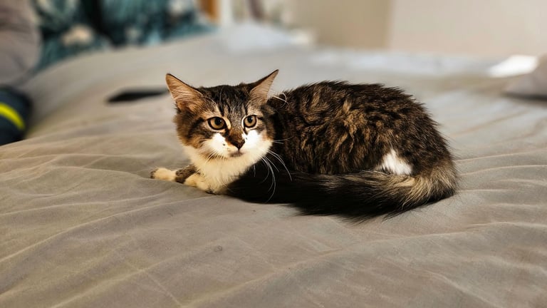 2 beautiful female tabby kittens for sale