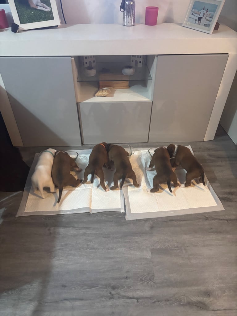 Boxer puppies 