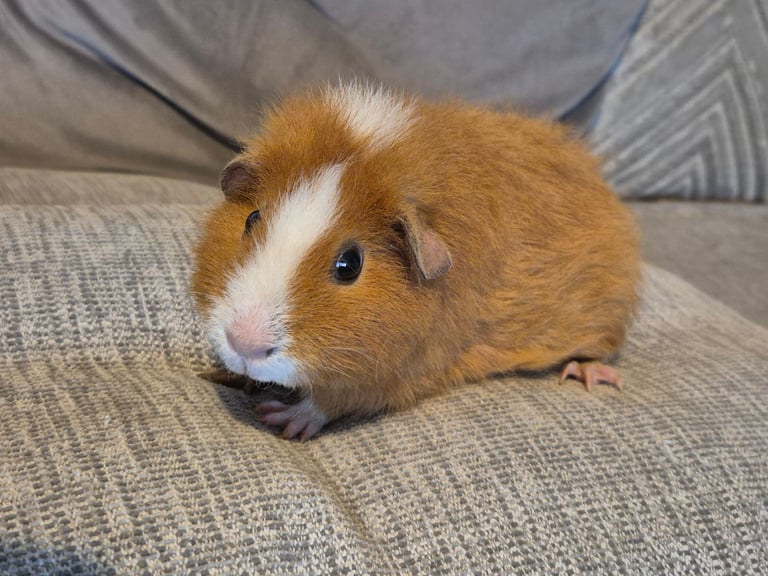 Female Guinea Pig Looking for a Loving Home 🐾