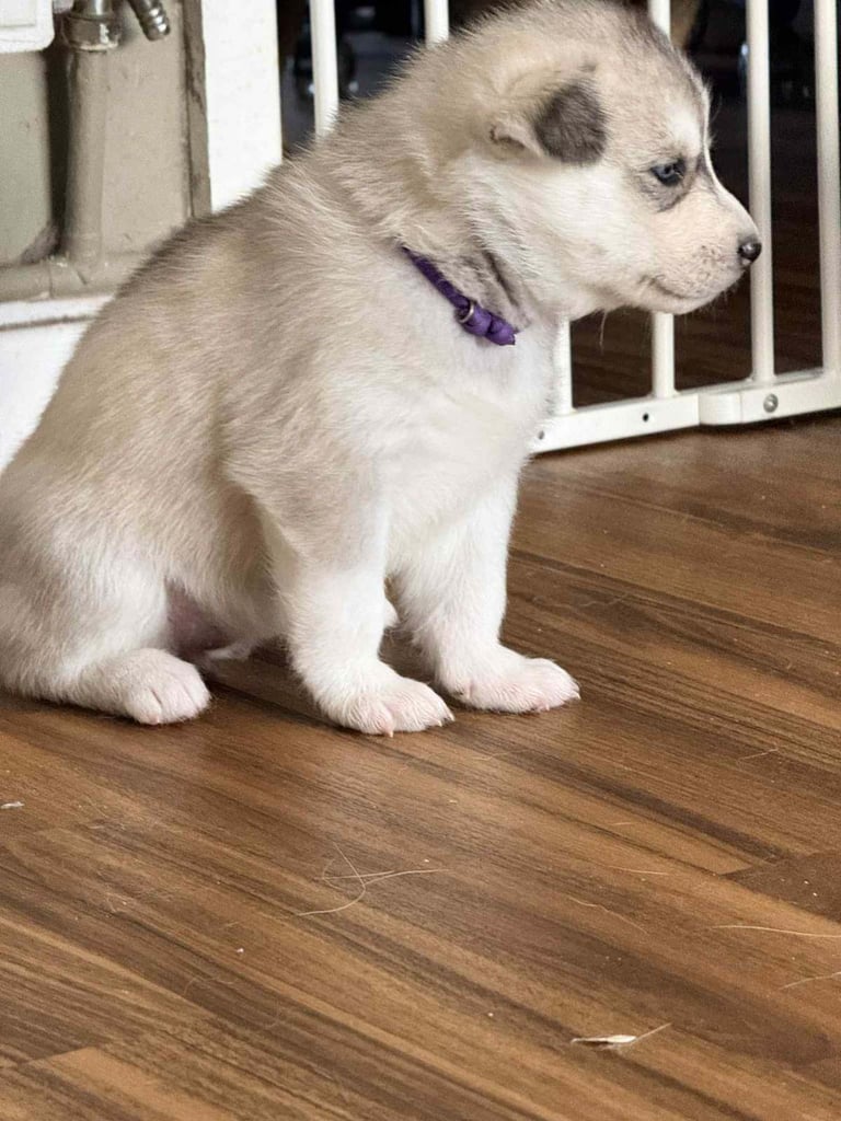 Beautiful Siberian Husky puppies 