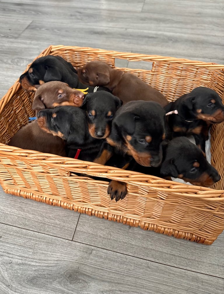Doberman puppies 