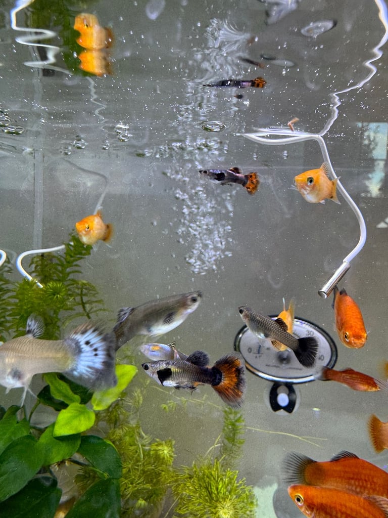 Small platys and Guppys for sale £1 each-Fish only