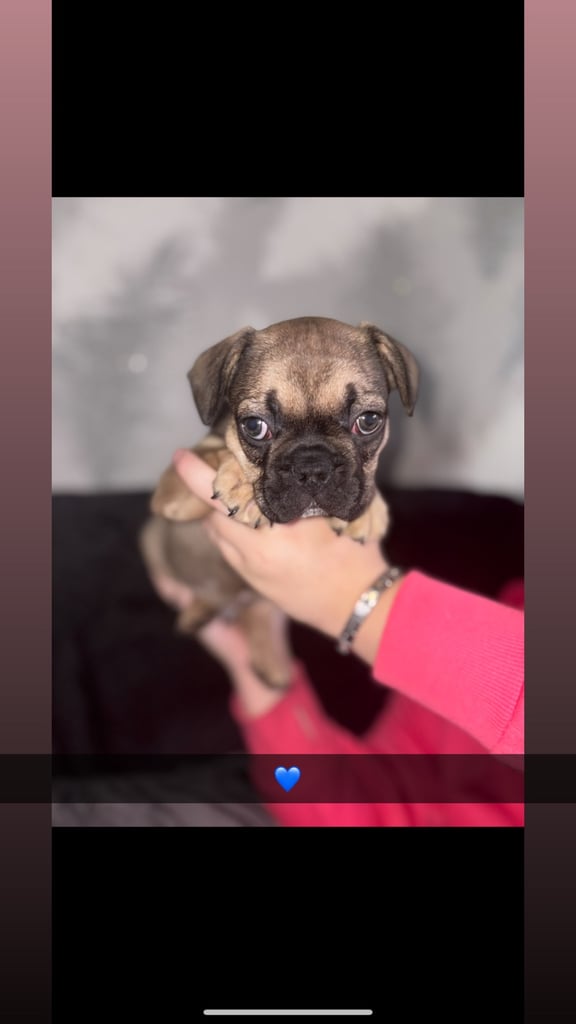 5 beautiful French bulldog puppy’s 