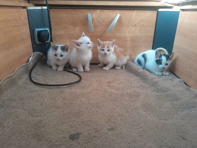 Kittens 