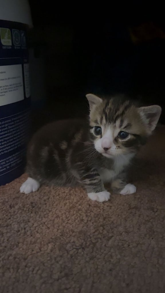 image for Kitten for sale