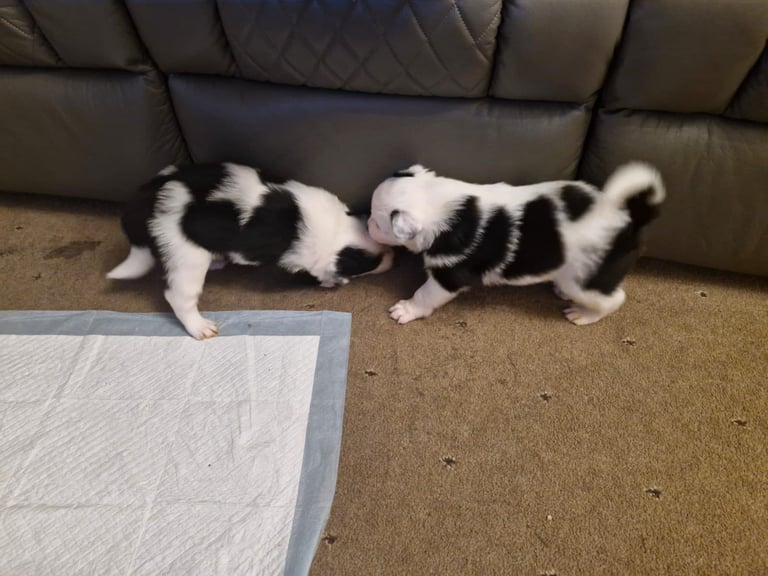 2 x black and white male puppies for sale 