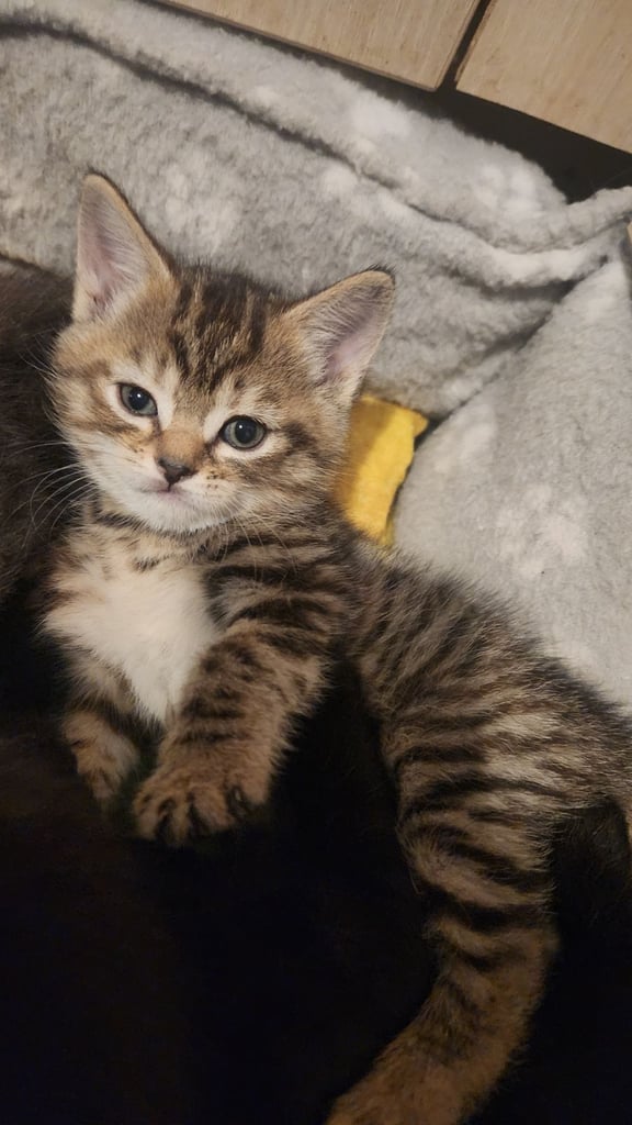 Cute chubby British shorthair kittens
