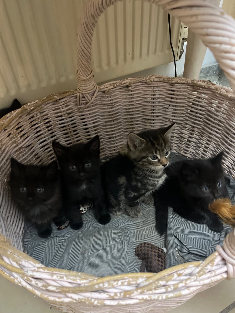 Fluffy Kittens For Sale (1 LEFT) 