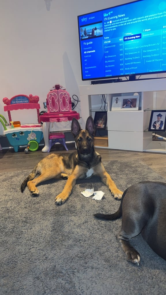 image for German shepherd mixed with Belgian malinois 