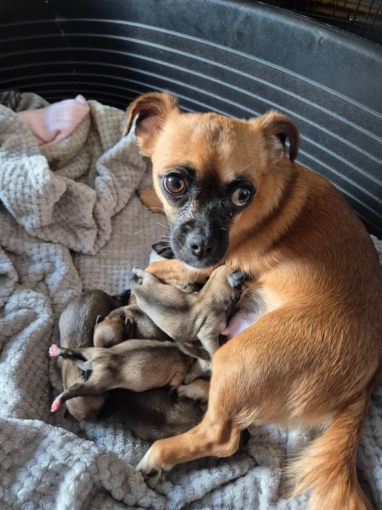 Chug puppies (only 3 left)