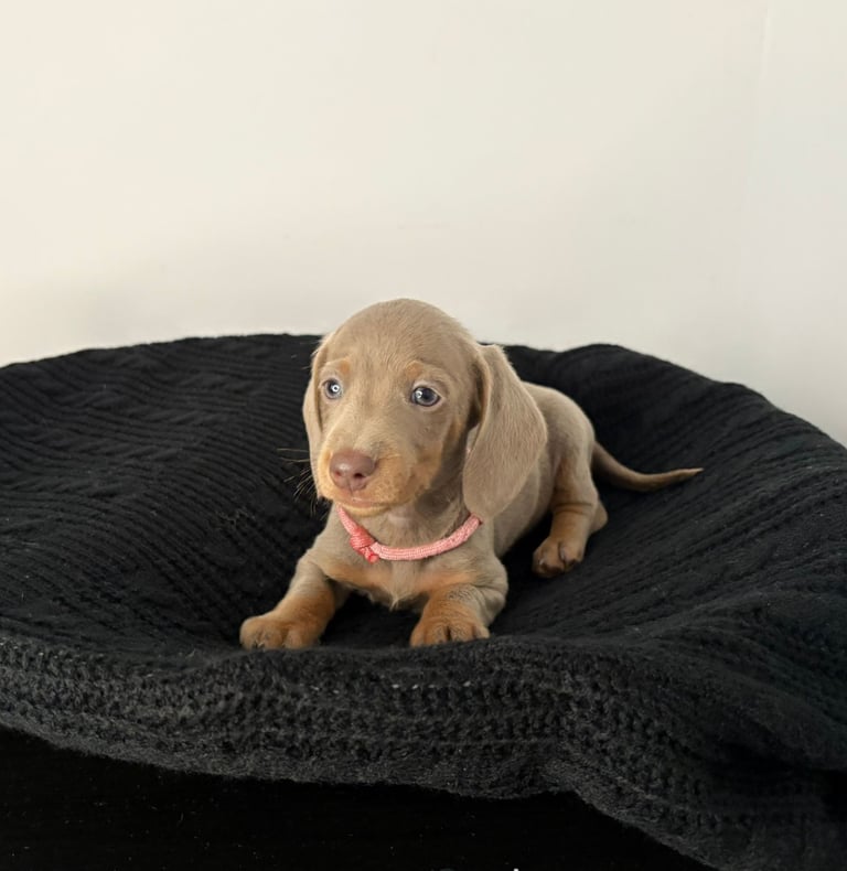 Miniature Dachshund Puppies 