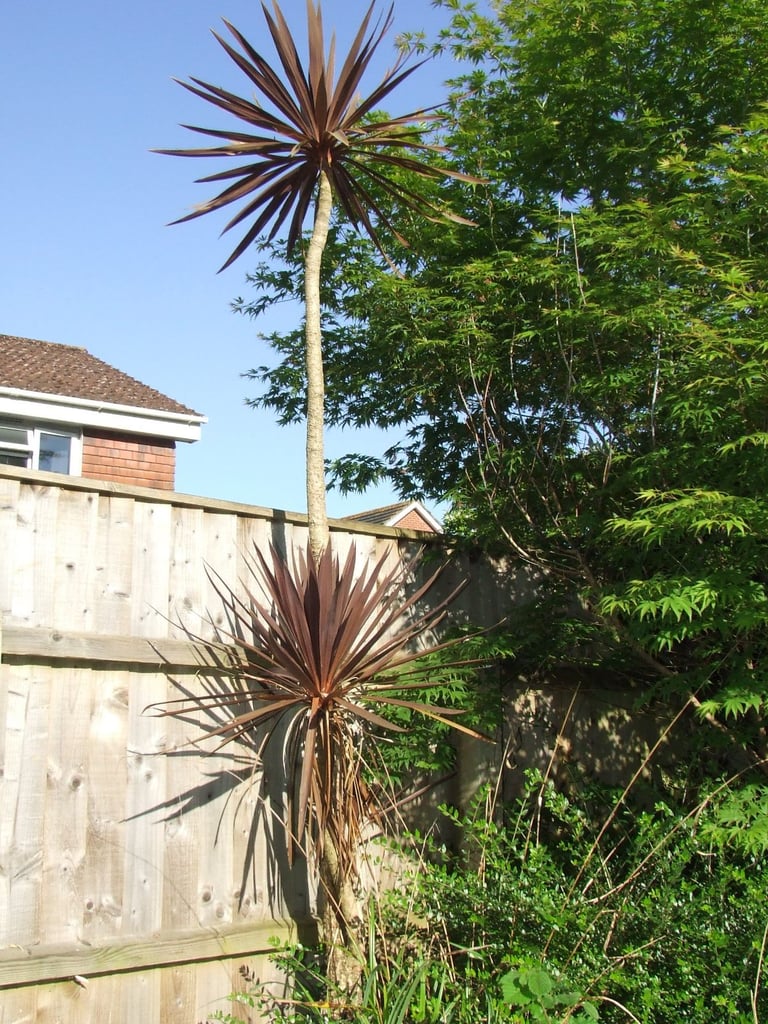 TREES/shrubs/plants in pots from £5 .