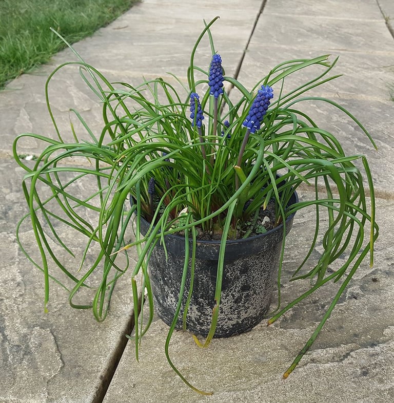 Large Flowering Muscari / Grape Hyacinth Pot
