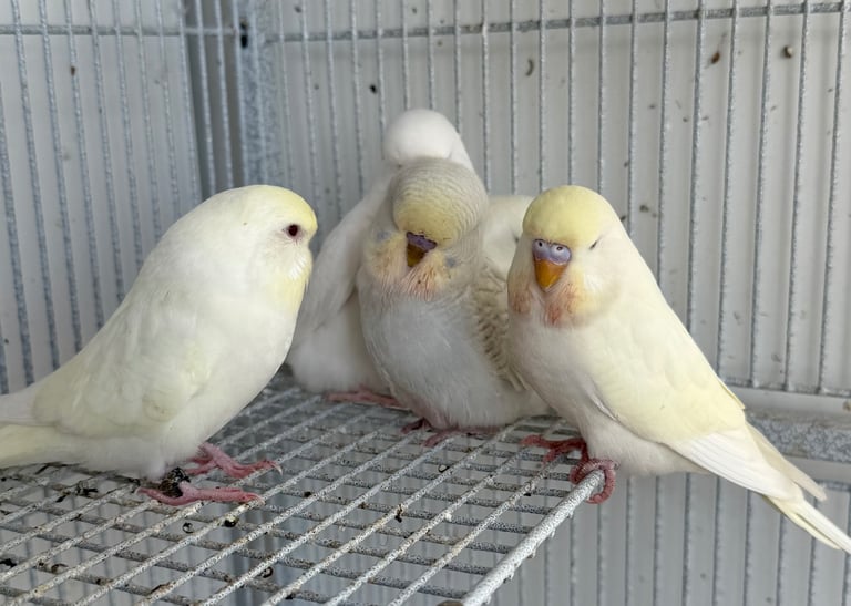 Young budgie for sale