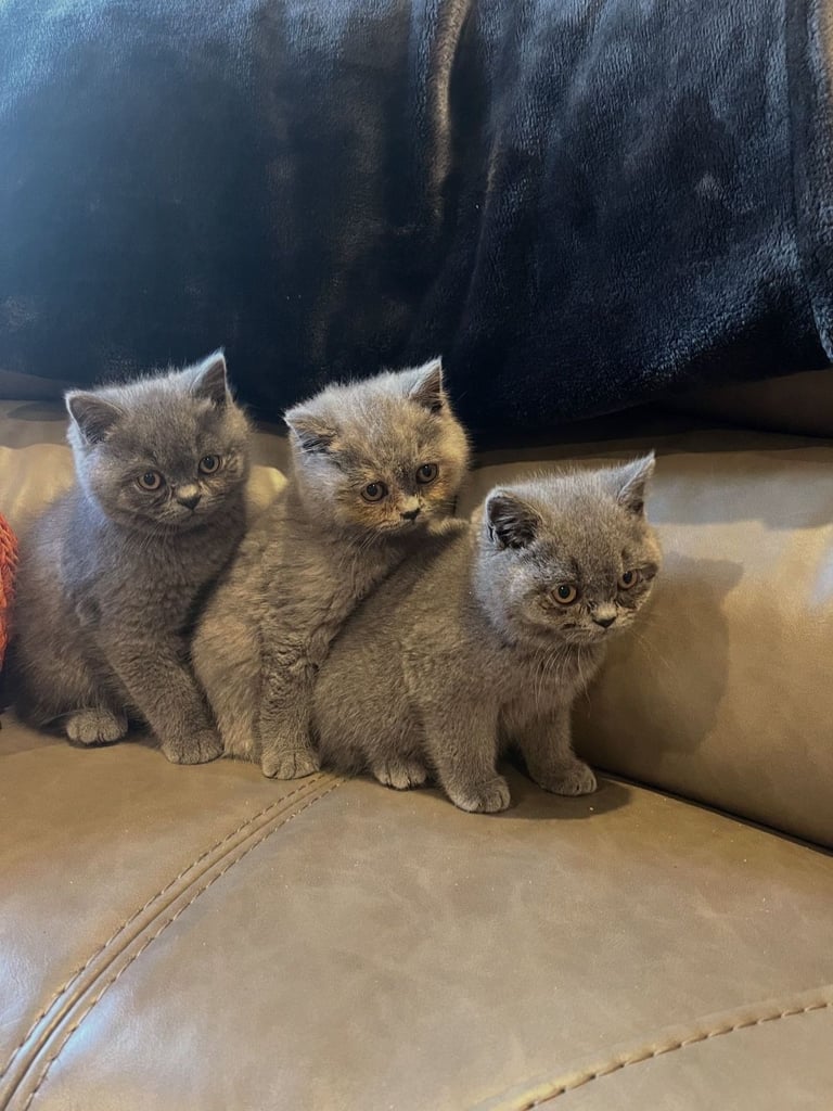 British shorthair 