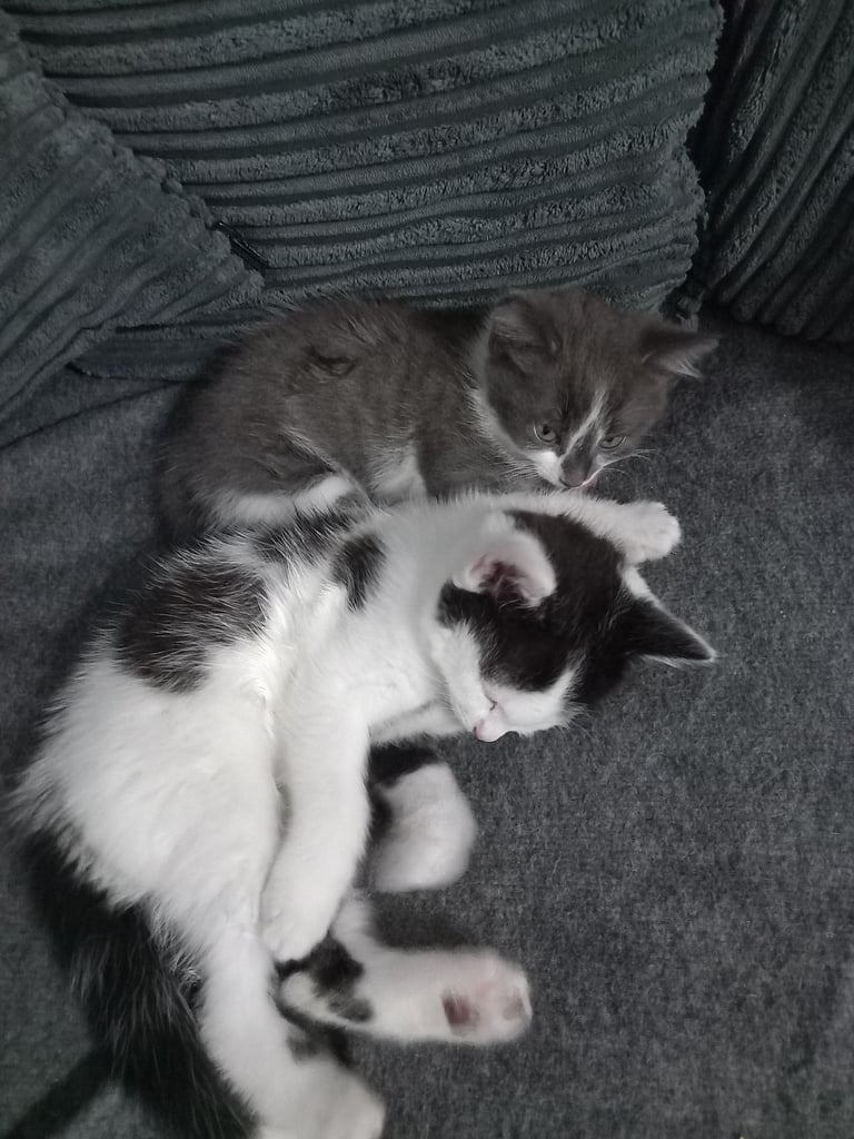 Kittens for sale