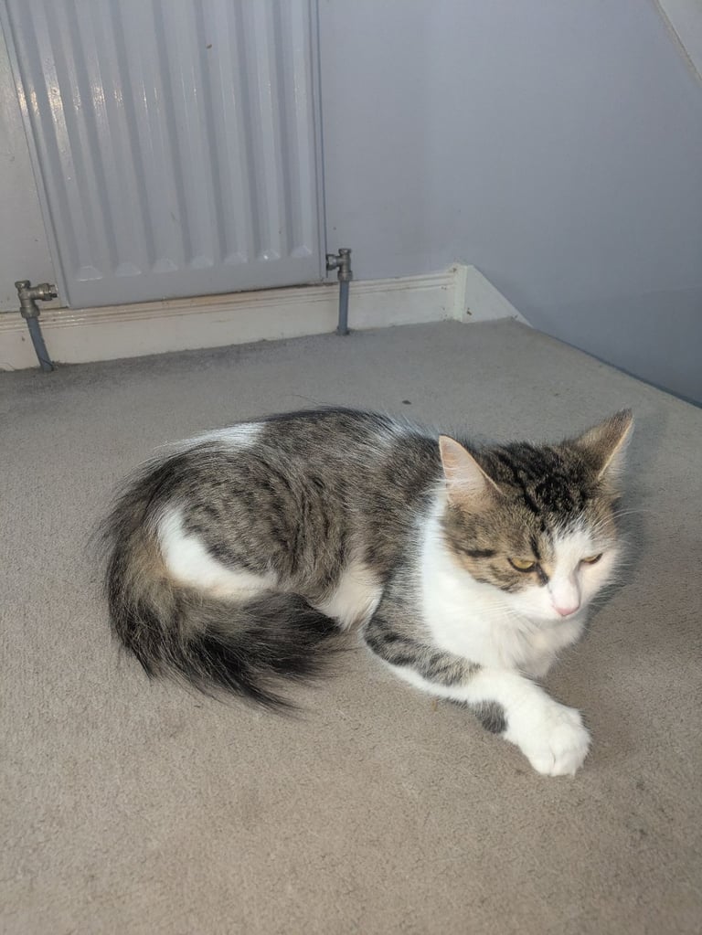 Kittens for sale 