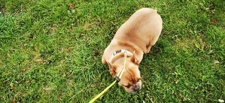 French Bulldog