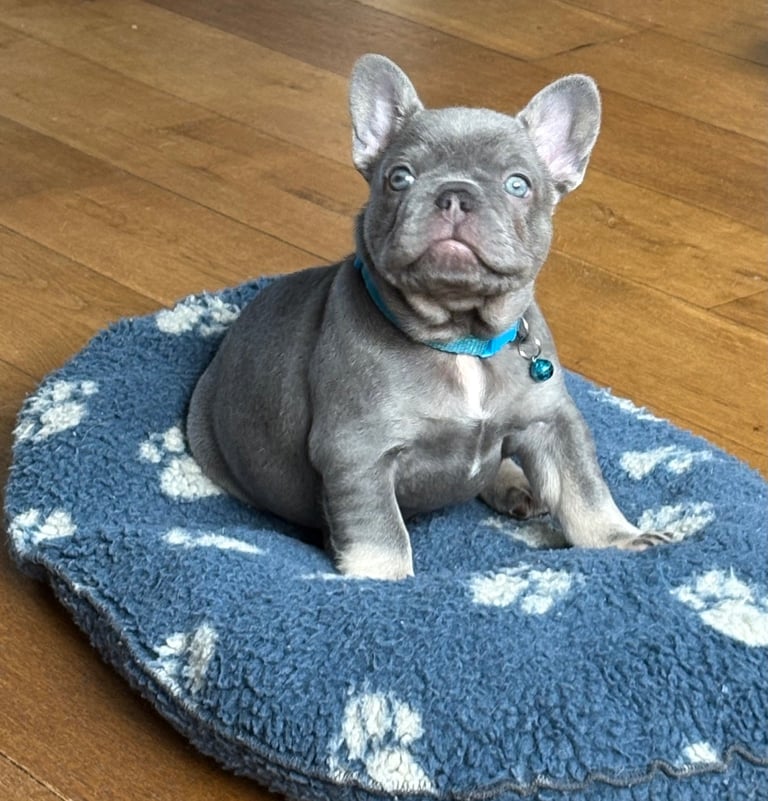 French bull dog puppies