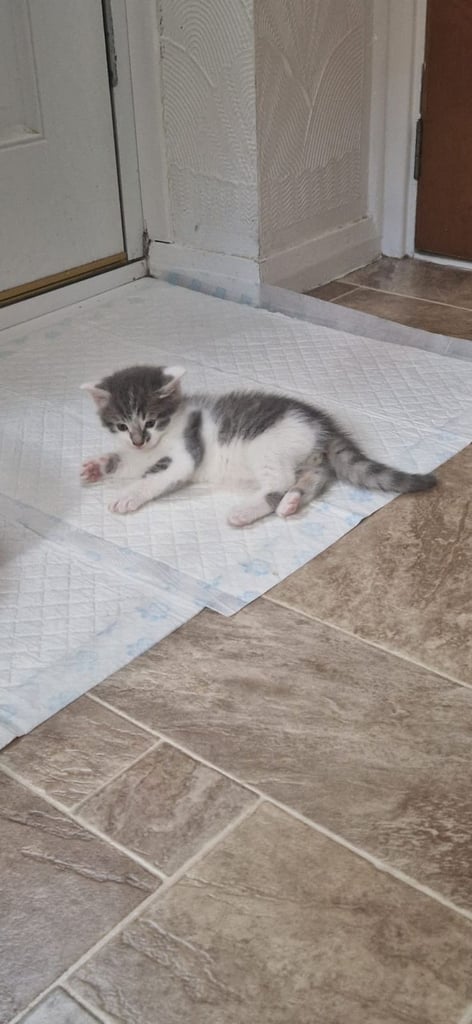 Maine coon X cross male kitten