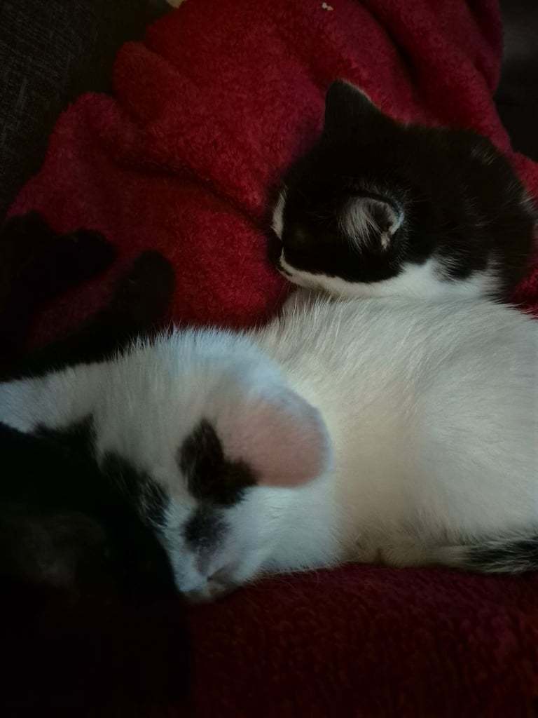 Kittens 