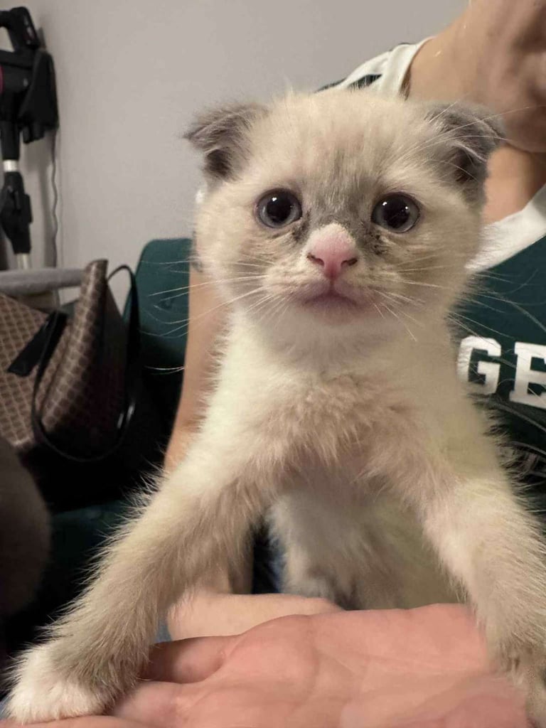 Kittens Scottish shorthair fold x Ragdoll